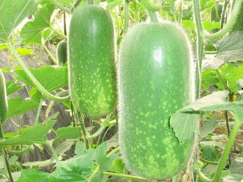 吃瓜网54m.c,热门话题背后的真相与内幕